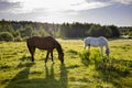 Portrait of smiling brown horse , horse in the farm