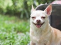 smiling brown short hair Chihuahua dog sitting in front of pink fabric traveler pet carrier bag on green grass in the garden, Royalty Free Stock Photo