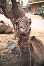 Portrait of a smiling camel Royalty Free Stock Photo