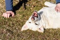 Portrait of smiling dog face is playing on the grass Royalty Free Stock Photo