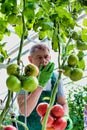 Senior farmer smelling tomato in greenhouse