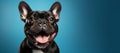 Portrait of a smiling French Bulldog isolated on blue background