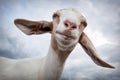 Portrait of a smiling goat with big ears