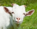 Portrait of a smiling goat