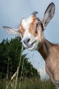 Portrait of smiling goat with grass in her mouth