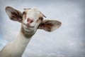 Portrait of a smiling goat