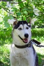 Portrait of smiling grey and white Husky dog in a garden with blossom white flowers of apple tree