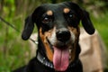 Portrait of a smiling happy dachshund in the park