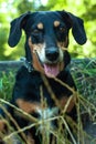 Portrait of a smiling happy dachshund in tall grass