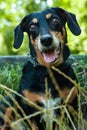 Portrait of a smiling happy dachshund in tall grass