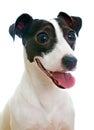 Portrait of smiling jack russell terrier.