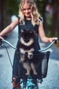 Portrait of a little blonde girl in a casual dress, holds cute spitz dog. Ride on a bicycle in the park. Royalty Free Stock Photo