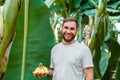 Portrait smiling Man farmer pluck harvesting ripe yellow banana fruit harvest from banana branch on young palm trees Royalty Free Stock Photo