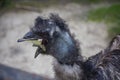 Portrait of a smiling ostrich eating a leaf in its mouth.