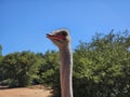 Portrait of a smiling ostrich on a farm