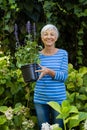 Portrait of smiling senior woman holding purple flower pot amidst plants Royalty Free Stock Photo