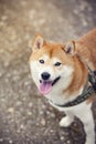 Smiling shiba inu from the from top Royalty Free Stock Photo