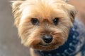 Portrait of a smiling Yorkshire Terrier very loving and affectionate little dog, face close up Royalty Free Stock Photo