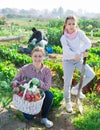 Portrait of a young woman with a teenage girl in the vegetable garden with a basket of crops Royalty Free Stock Photo