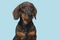 Portrait of a smooth haired Dachshund looking away on a blue background Royalty Free Stock Photo