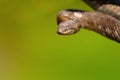 Portrait of smooth snake Royalty Free Stock Photo