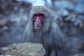 Portrait of Smow monkey in the Jigokudani Park, Japan