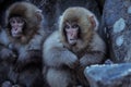 Portrait of Smow monkey in the Jigokudani Park, Japan