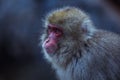 Portrait of Smow monkey in the Jigokudani Park, Japan