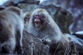 Portrait of Smow monkey in the Jigokudani Park, Japan