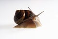 Portrait of snail