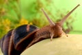 Portrait of a snail on a background of plants