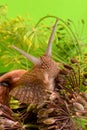 Portrait of a snail on a background of plants