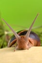 Portrait of a snail on a background of plants