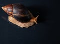 Portrait of a snail. Big African snail Achatina. Exotic pet not allergic