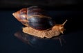 Portrait of a snail. Big African snail Achatina. Exotic pet not allergic