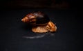 Portrait of a snail. Big African snail Achatina. Exotic pet not allergic