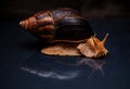 Portrait of a snail. Big African snail Achatina. Exotic pet not allergic