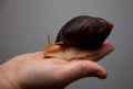 Portrait of a snail. Big African snail Achatina. Exotic pet not allergic