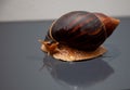 Portrait of a snail. Big African snail Achatina. Exotic pet not allergic