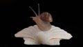 Portrait of a snail, installed on a scallop shell, black background