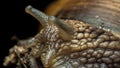 Portrait of a snail, snail skin texture, Gastropoda class of Mollusca, macro, supermacro, in natural habitat, snail skin texture Royalty Free Stock Photo