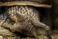 Portrait of a snail, snail skin texture, Gastropoda class of Mollusca, macro, supermacro, in natural habitat, snail skin texture Royalty Free Stock Photo