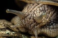 Portrait of a snail, snail skin texture, Gastropoda class of Mollusca, macro, supermacro, in natural habitat, snail skin texture Royalty Free Stock Photo