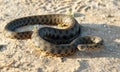 Portrait of a snake, looking at camera on sand in the steppe