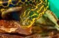Portrait of Paraguayan South or Yellow Anaconda Royalty Free Stock Photo