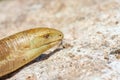 Portrait of a snake on stone background. Pseudopus apodus Royalty Free Stock Photo
