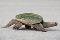 Portrait of a snapping turtle Royalty Free Stock Photo
