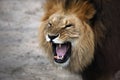 Portrait of a snarling african lion Royalty Free Stock Photo
