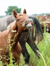 Portrait of sniffle arabian foal at the pasture