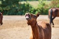 Portrait of sniffle brown foal in the herd at the paddock